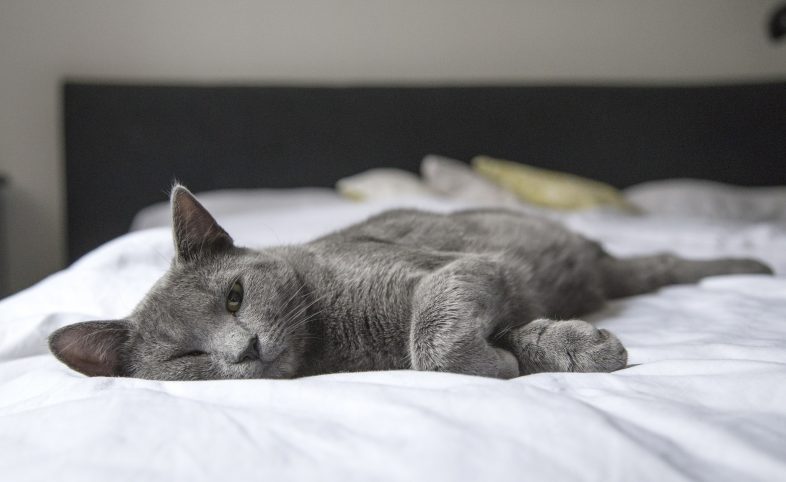 Скритите опасности от алергия у дома