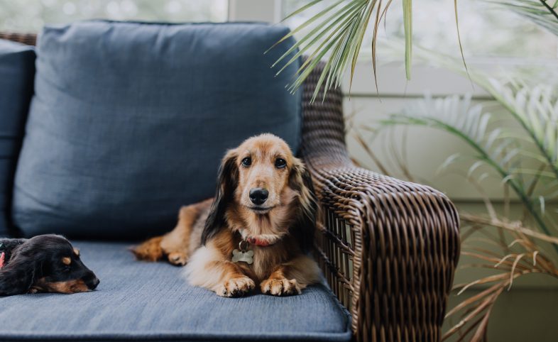 Куче у дома – мисия възможна! Или – тактики за справяне и тактики за обичане.